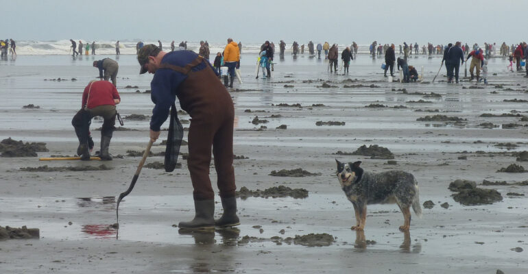 People razor clamming on the Washington coast beach at low tide