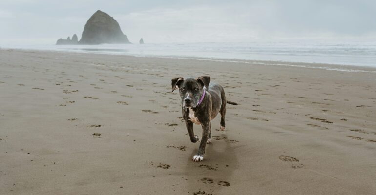 Happy dog running on a Pacific Northwest beach with sea stack in background